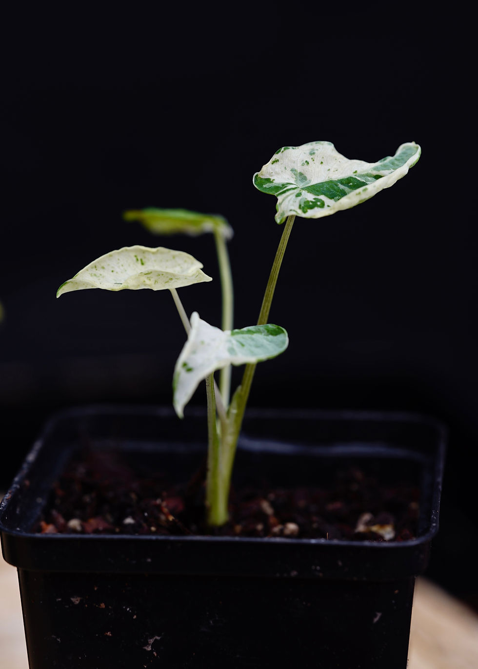 Colocasia 'Milky Way' .25L