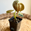 Thumbnail: Philodendron Melanochrysum Variegated
