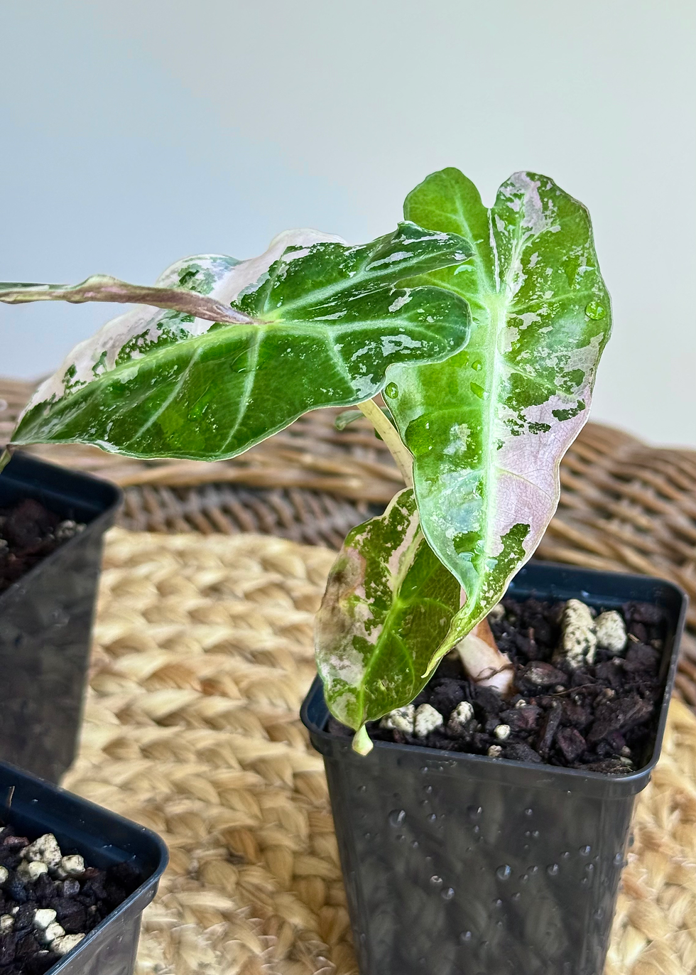 Thumbnail: Alocasia Polly ‘Snowflake’