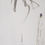 Thumbnail: Cornflower (風　Wind)