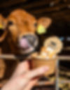 Scoop with cow.jpg