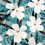Miniatura: Popeline- Neon pink flowers 