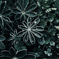 Dew-Covered Leaves