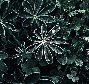Dramatic Dew Drops