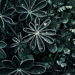 Dramatische Dew Drops