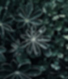 Dramatic Dew Drops