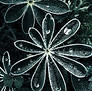 Gotas de rocío dramáticos