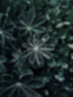 Dramatic Dew Drops