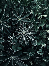 Dew drops stopping