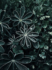 Dramatic Dew Drops