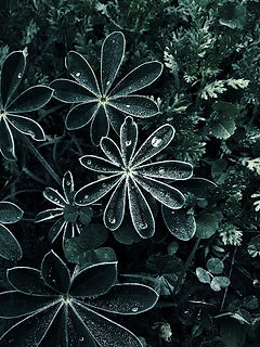 Dramatic Dew Drops