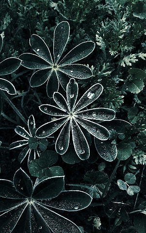 Dramatic Dew Drops