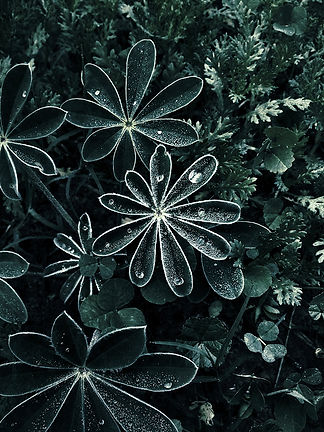 Dramatic Dew Drops