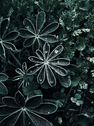 Beauty of nature blooming through adversity