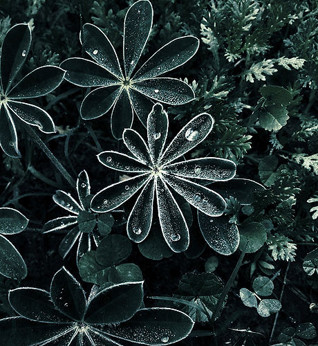 Dramatic Dew Drops