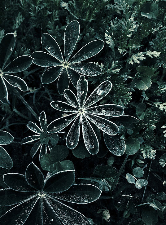 Dramatic Dew Drops