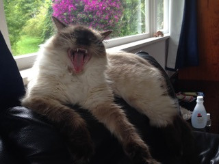 A day in the life of a studio cat ...