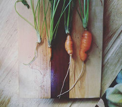 First carrot harvest.  They aren't doing so well..