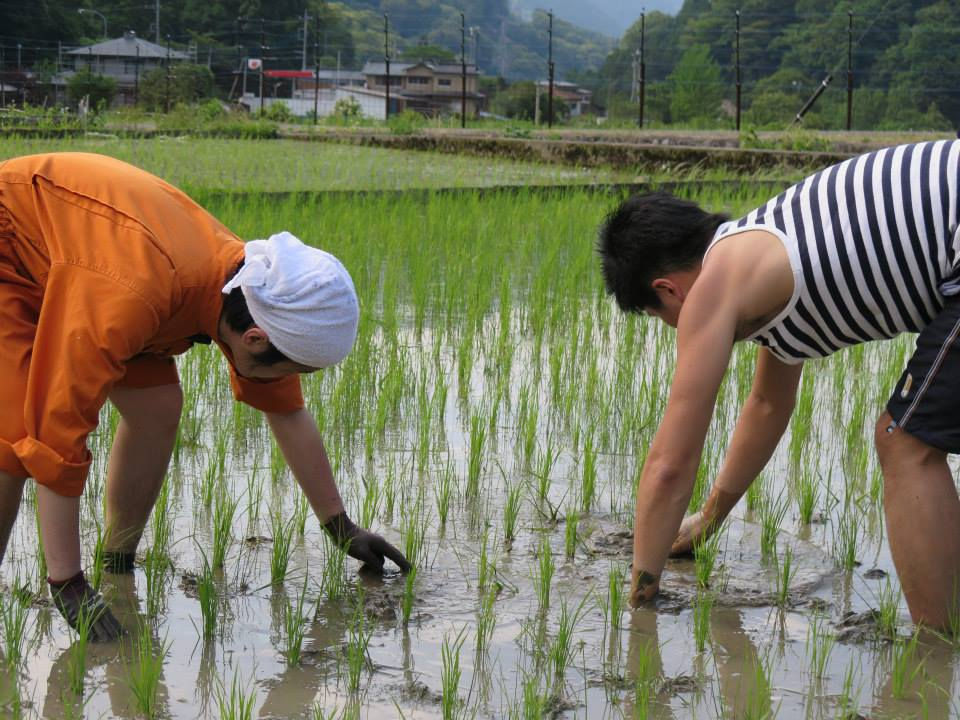 農民人|田の草取り