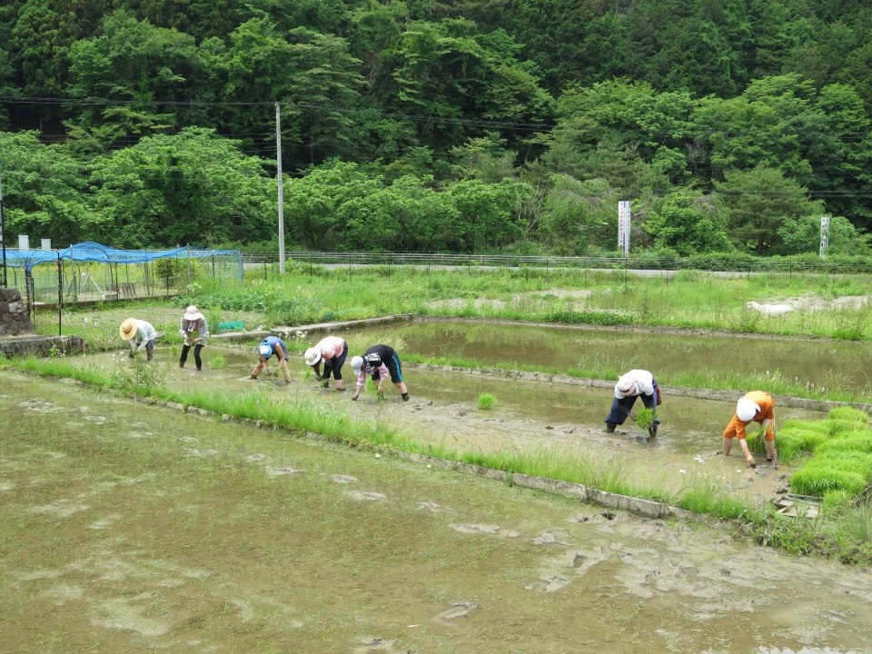 田植え