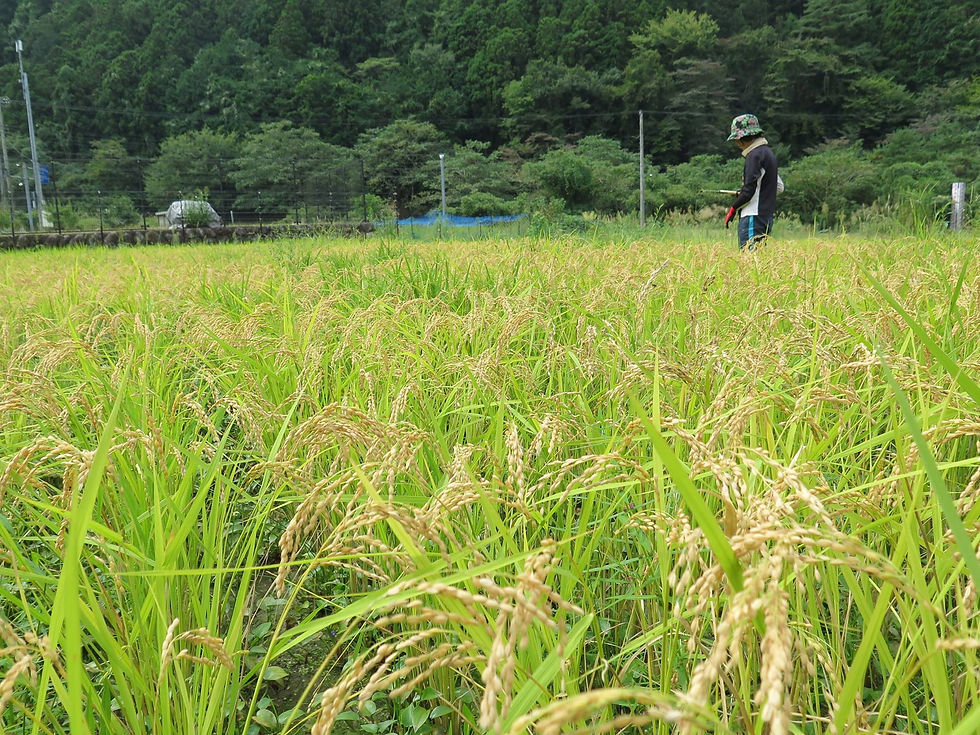 収穫前の田んぼ