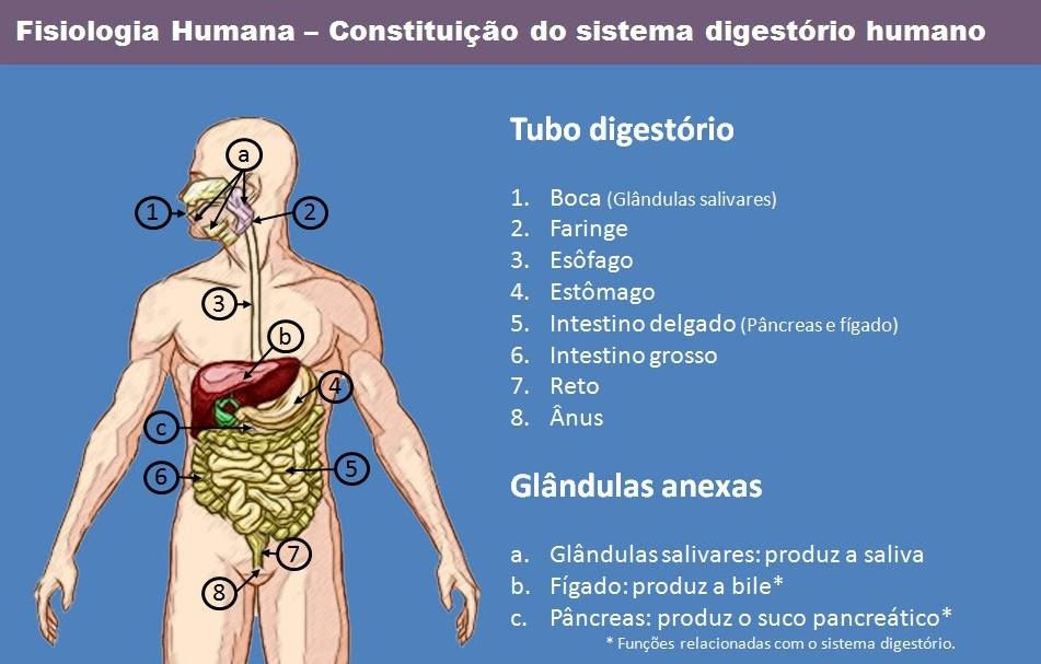 órgão Que Elimina Os Restos Da Digestão