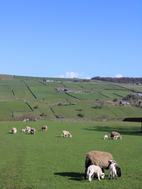 A sunny landscape of green rolling hills in Stanbury, near Haworth, featuring several sheep and young white lambs grazing in the foreground. The hillside in the background is divided by traditional Yorkshire stone walls under a clear blue sky.
