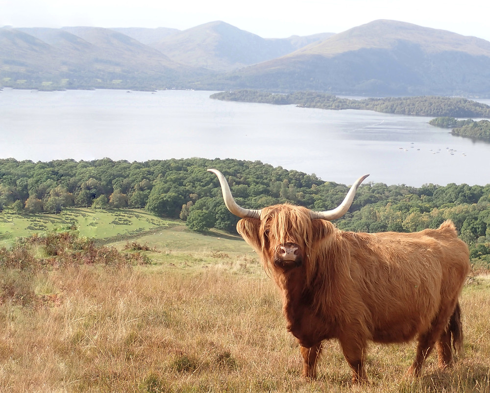 A highland coo stands on a hill in front of Loch Lomond. Impressive horns and a shaggy orange fringe. Hazy summery weather.