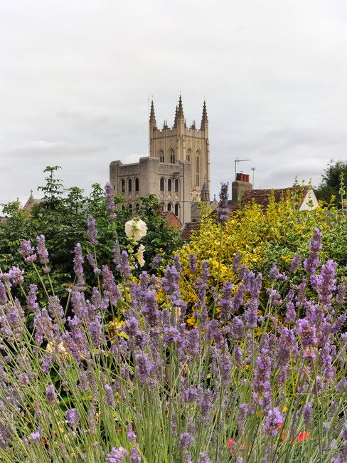 Buy St Edmunds Cathedral with lavender in the foreground 