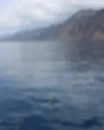 a Bottlenose Dolphin breaching the water in front of Madeira's cliffs.