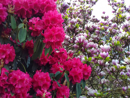 Blooming Marvellous -The 6 best places to see spring flowers in London