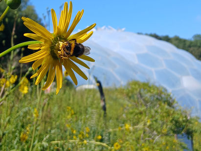 Dinosaurs, Marble Runs and Rainforests... oh my! The ultimate family guide to the Eden Project