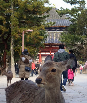 Deer and Todaiji.jpeg
