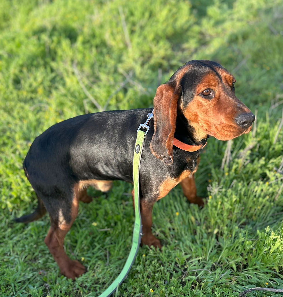 Hond zwaait met poot