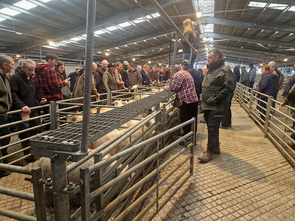 mart crowd sheep.jpg