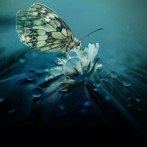 Jak chutná vaše MANA?... Co je vaší duševní potravou? 