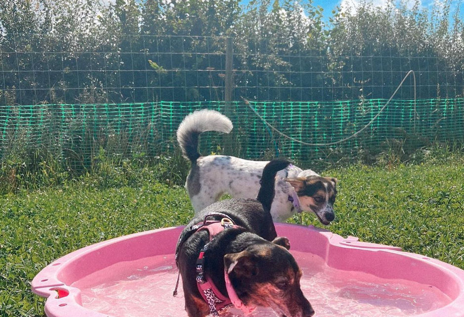 2 dogs playing in a paddling pool