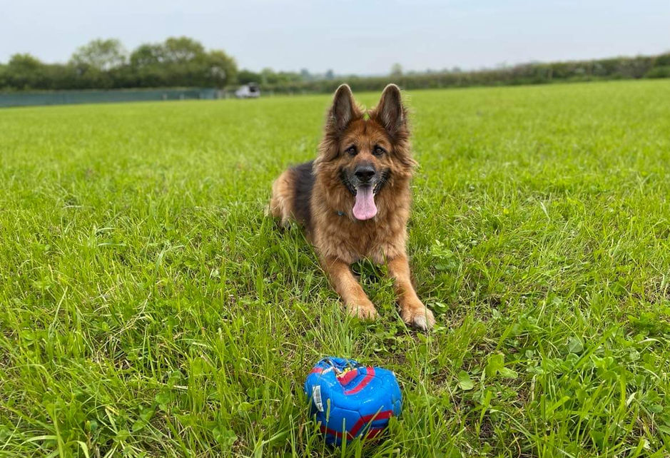german Shepard in a field  with a ball