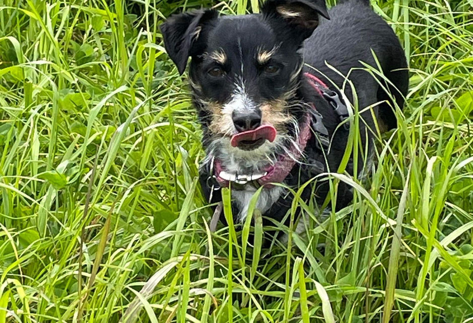 Dog laying in long grass