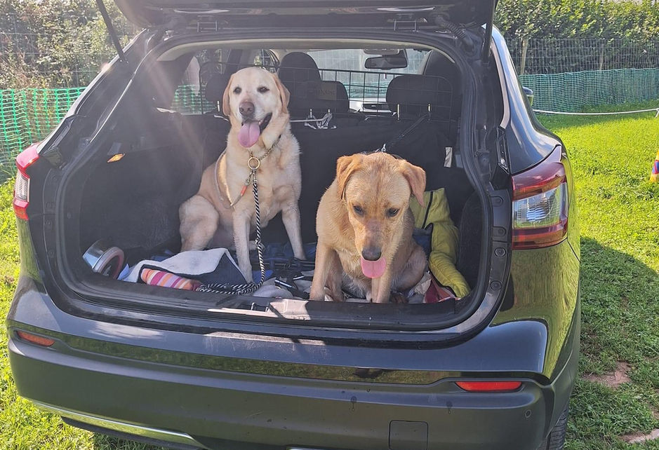 2 dogs in the boot of a car