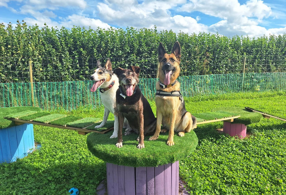 3 dogs in a field sitting down