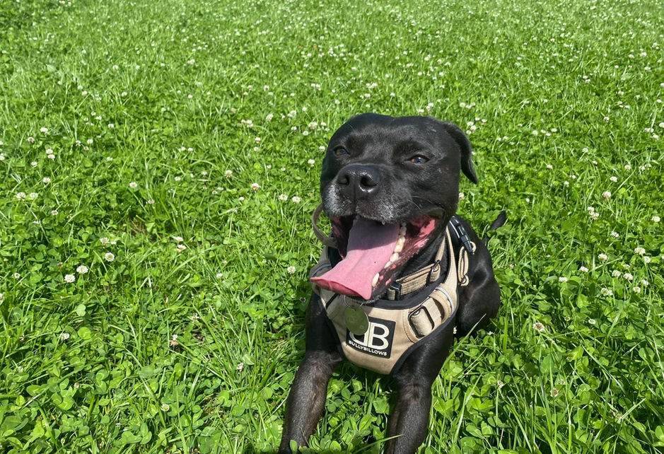 Dog in a field after a run