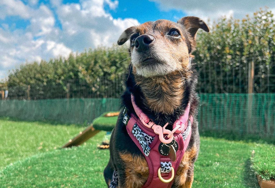 Dog sitting in a field 