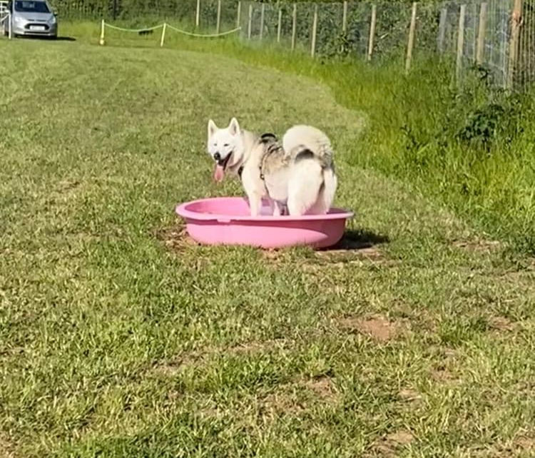dog cooling down in a paddling pool