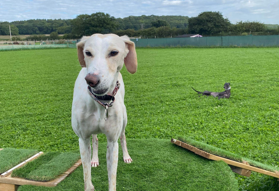 dog in a field 