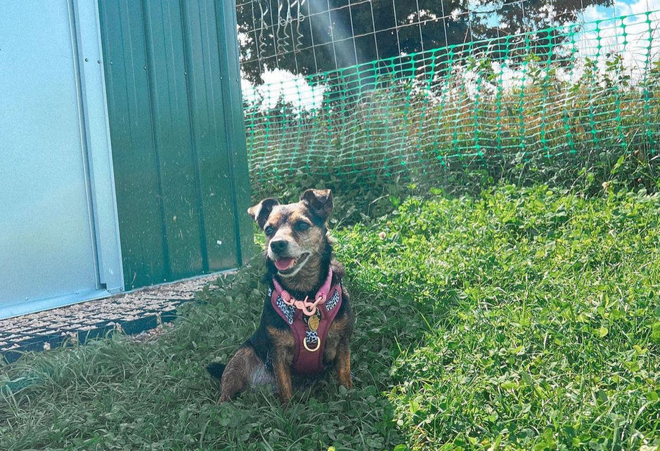 Dog sitting in a field 