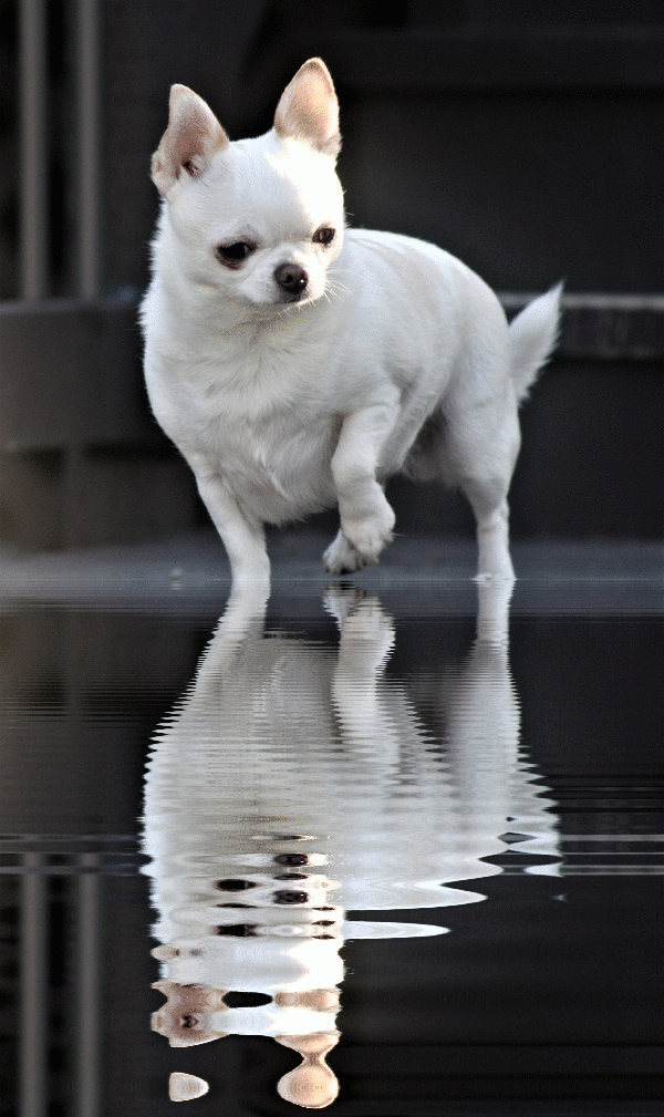 imageedit_1_9075739093.gif