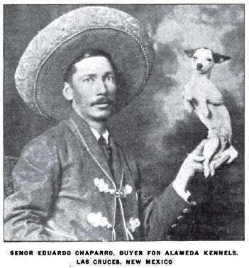 1920_Chihuahua