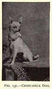 1903Chihuahua