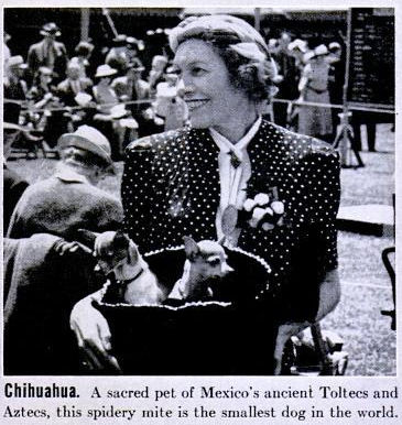 1938_Chihuahuas